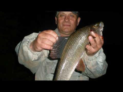 Видео: Рыбалка на хариуса на Урале. Лето 2023г.