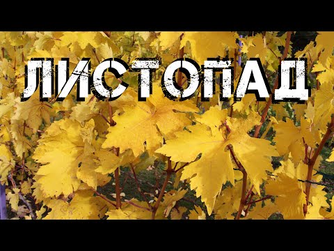 Видео: Листопад 2025. Топ 3 важливих справи на винограднику у листопаді