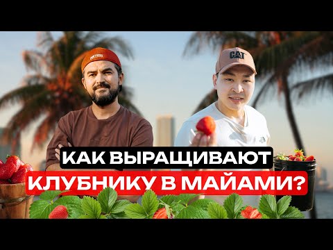 Видео: Сколько зарабатывают фермеры на клубнике в Америке? Ферма во Флориде!