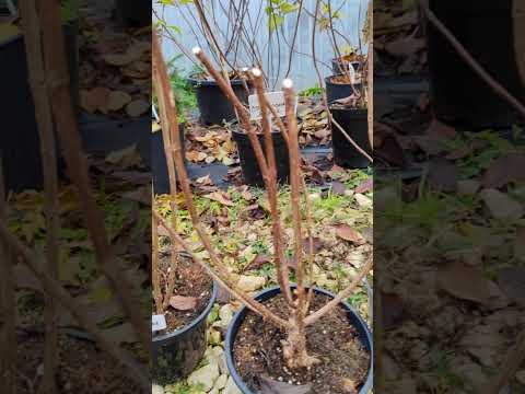 Видео: 29.10.25.Гортензии в 3л по 1000р