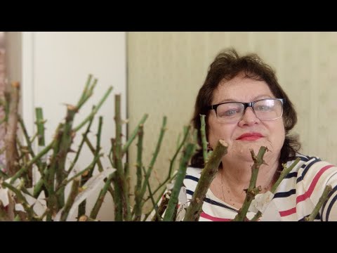 Видео: 🌹Посылка с саженцами с питомника Долина Роз🌹Обзор.Наконец у меня будет роза Эшли!!!🌹🌹🌹🌹