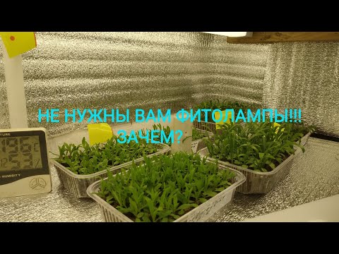 Видео: ЭТИ ЛАМПЫ ПОМОГУТ ВАМ ВЫРАСТИТЬ КРАСИВУЮ И ПРИЗЕМИСТУЮ РАССАДУ!!!
