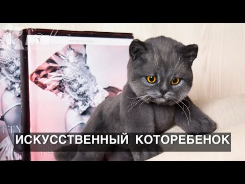 Видео: Британский котёнок