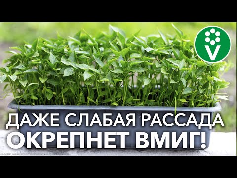 Видео: ХОТЯ БЫ РАЗ ПОДКОРМИТЕ РАССАДУ ЭТИМ! Дешевле не бывает, а результат налицо!