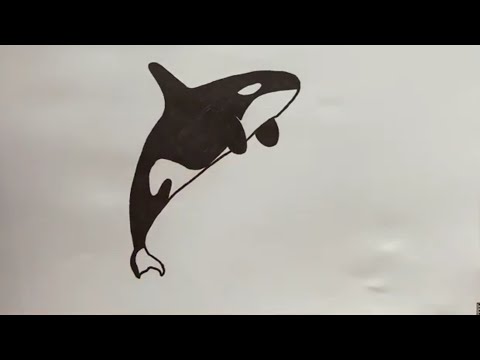 Видео: Как нарисовать косатку