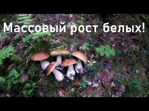 Видео: Невероятно!!!😲 Массовый рост белых грибов, не смотря на засушливливую погоду.🍄