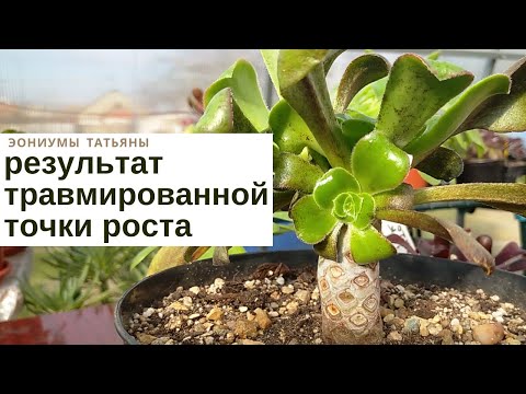 Видео: Травмированная точка роста эониумов. Часть 4