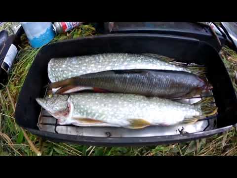 Видео: Опоки. Вологодская область. 2021