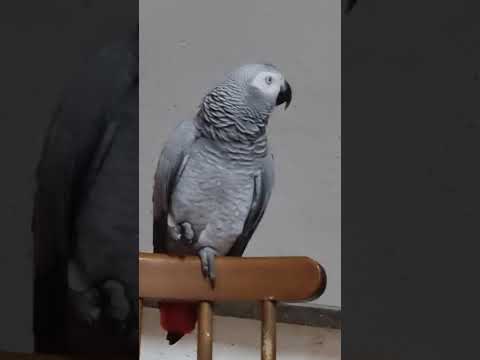 Видео: Эксклюзивная песня от Киры! Вам понравится!