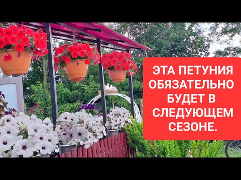 Видео: ЭТА ПЕТУНИЯ ОБЯЗАТЕЛЬНО БУДЕТ В СЛЕДУЮЩЕМ СЕЗОНЕ. МОИ ПРЕДПОЧТЕНИЯ ЭТОГО СЕЗОНА.