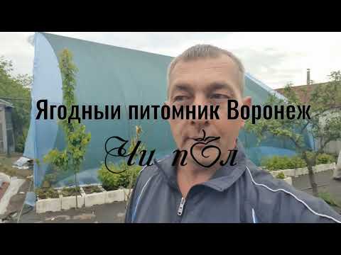 Видео: Рассадник земляники