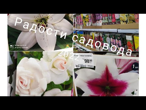 Видео: Леруа Мерлен/ Я только посмотреть🌹Розы/ Аспирин раздобыла/Какие там Лилии 🥰