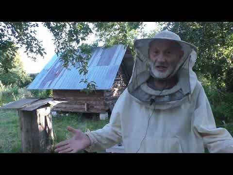 Видео: КОГДА СОКРАЩАТЬ ПЧЕЛИНЫЕ ГНЕЗДА В ЗИМУ