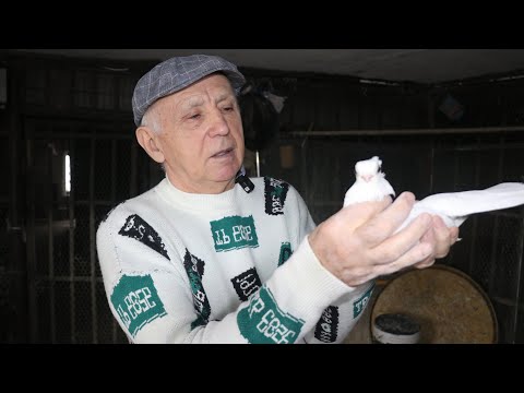 Видео: "Турманы которых я люблю" В гостях у Шмелева Юрия Петровича.