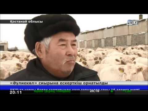 Видео: Асылтұқымды «Әулиекөл» сиырына алып мүсін орнатылды
