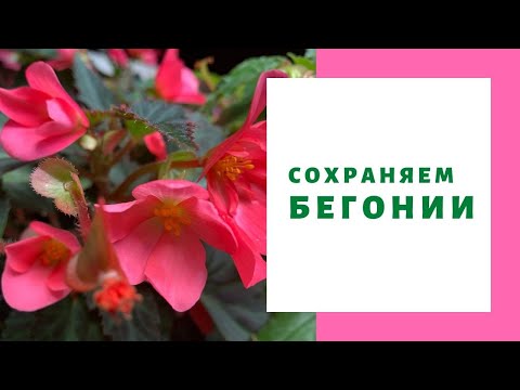 Видео: Как сохранить БЕГОНИИ, обрезка и условия для цветов зимой