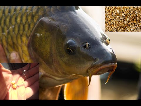 Видео: ЛОВЛЯ КАРПА НА СЛАДКУЮ ВОЗДУШНУЮ ПШЕНИЦУ! НОЧНОЕ ЭЛЬДОРАДО! ДЕРЗКИЕ ПОКЛЕВКИ!