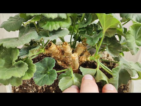 Видео: ЛЬЮ в ГЕРАНЬ в ЗИМу и самый слабый цветок оживет и зазеленеет