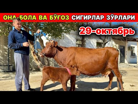 Видео: ОНА БОЛА ВА БЎҒОЗ СИГИРЛАР Бобурбек хонқа 29-октября 2025 г.