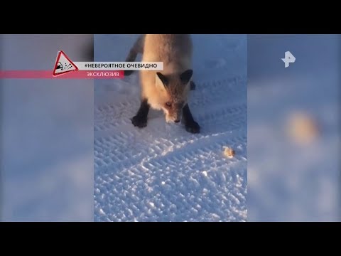 Видео: "ВОДИТЬ ПО-РУССКИ" (720) РенТВ. Выпуск от 21.01.19. Водитель! Не нарушай правила!