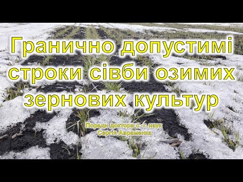 Видео: Гранично допустимі строки сівби озимих зернових культур