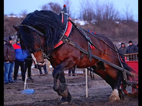 Видео: Тодоровден, село Люлин (Перник) – 12 март, 2022 г. Кушии и надтегляния