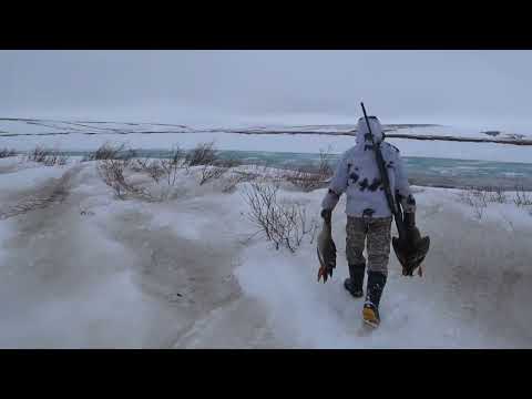 Видео: Охота на гуся 2023! За Гуменниками в холодные горы Аллаихи! (часть 3)