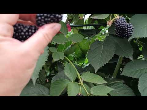 Видео: Ежевика Гай. 19.07.25 г.