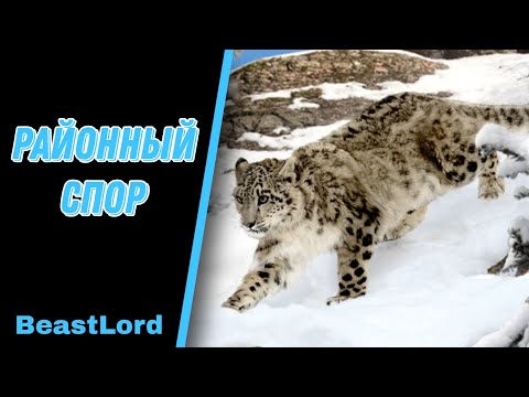 Видео: BeastLord ~ Гайд для новичков ~ Районный спор