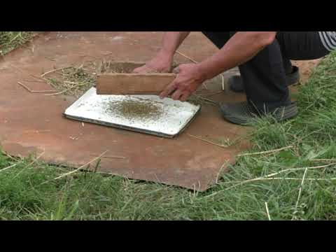 Видео: Обмолотить горчицу или запастись горчицей,чтобы не покупать.