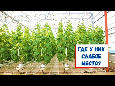 Видео: Тепличное хозяйство против ЛПХ