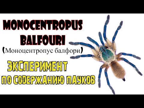 Видео: Monocentropus balfouri / пересадка/ содержание / эксперимент