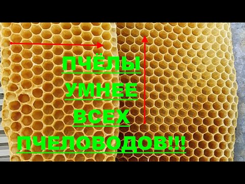 Видео: КАК ПЧЁЛЫ ПРАВИЛЬНО СТРОЯТ СОТЫ???  НЕСОСТОЯТЕЛЬНАЯ ТЕОРИЯ 20-го ВЕКА !!! ПРАКТИЧЕСКОЕ ПЧЕЛОВОДСТВО.