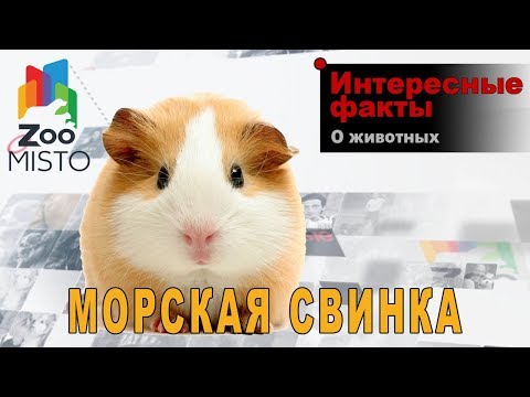 Видео: Морская свинка - Интересные факты о грызунах | Вид грызунов  морская свинка