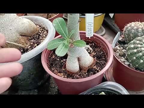 Видео: 24 августа. Адениумная жизнь. Посмотрим на каждого цветущего.
