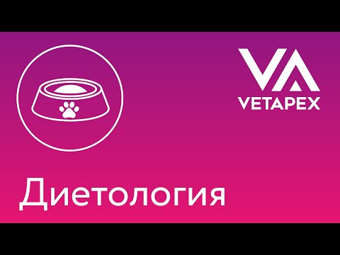 Видео: Екатерина Нигова - "Каким должен быть домашний рацион?"
