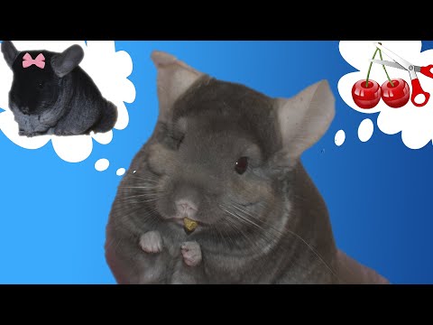 Видео: Кастрация самца шиншиллы. Личный опыт