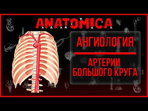 Видео: Сосуды большого круга кровообращения / Ангиология