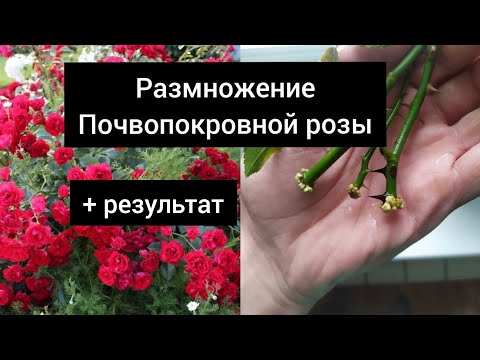 Видео: Размножение почвопокровной розы 🌹🌹🌹+ результат.