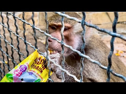 Видео: Я что-то не пойму, Люся РАЗУЧИЛАСЬ ПИТЬ пюрешки или она просто ПОВТОРЯЕТ ЗА Елисеем?))