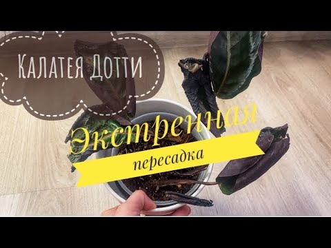 Видео: SOS! 🆘 Попытка спасти калатею розеопикту Дотти 🤞🏻