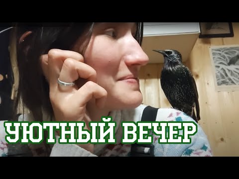 Видео: Не тычьте скворца в тревожную кнопку!