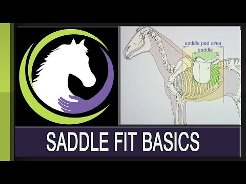 Видео: Основы подбора седла: как защитить лошадь от неправильно подобранной амуниции