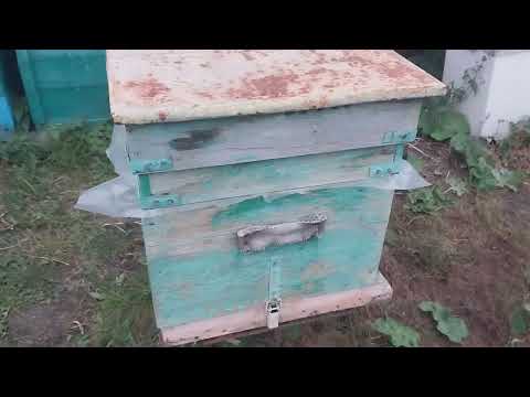 Видео: Пчелы готовы к зимовке на 75%