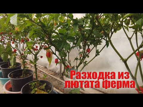 Видео: Разходка из Лютата Ферма | Как се прави Лют сос ?