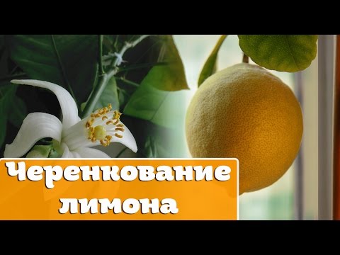 Видео: Черенкование лимона - Размножение лимона с использованием перлита.