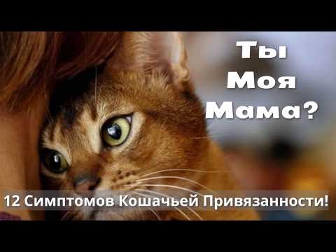 Видео: Кошкин Взгляд: Ты Моя Мама! 12 Милых Откровений!