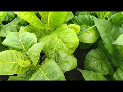Видео: Фузариоз на табаке.