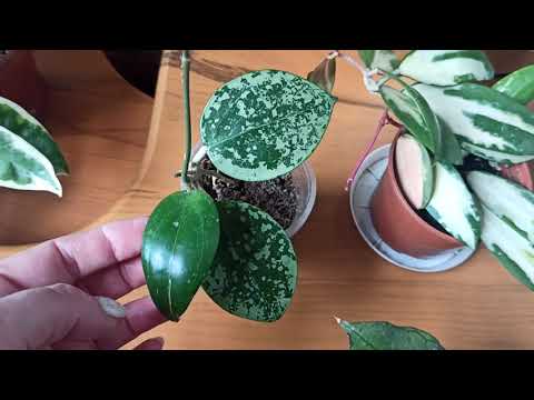 Видео: Моя малюсенькая коллекция хой 🌱