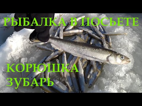 Видео: Рыбалка в Посьете 2020. Корюшка, зубарь.